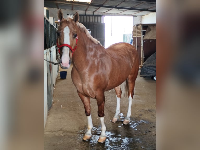 American Paint Horse Castrone 13 Anni 161 cm Palomino in Sevilla