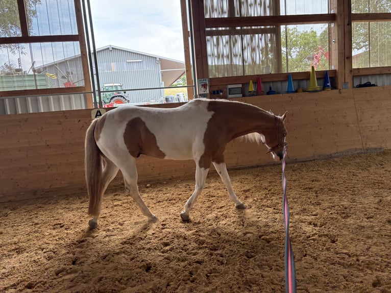 American Paint Horse Castrone 13 Anni 162 cm Pezzato in Steinen
