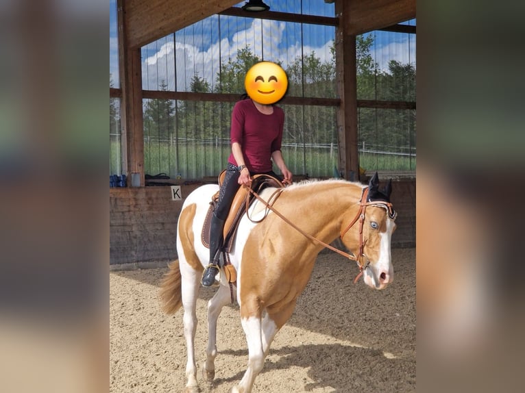 American Paint Horse Castrone 13 Anni 162 cm Pezzato in Steinen