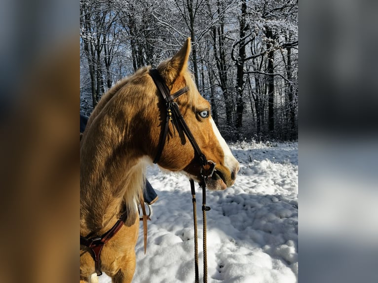 American Paint Horse Castrone 13 Anni 162 cm Pezzato in Steinen