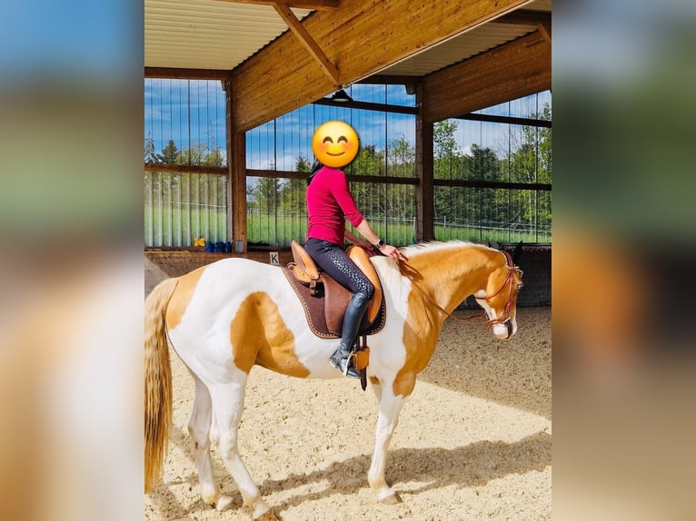American Paint Horse Castrone 13 Anni 162 cm Pezzato in Steinen
