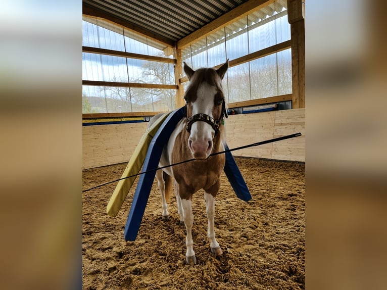 American Paint Horse Castrone 13 Anni 162 cm Pezzato in Steinen