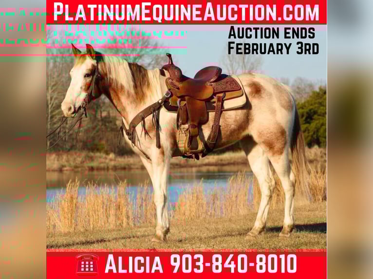 American Paint Horse Castrone 13 Anni Tobiano-tutti i colori in Canton TX