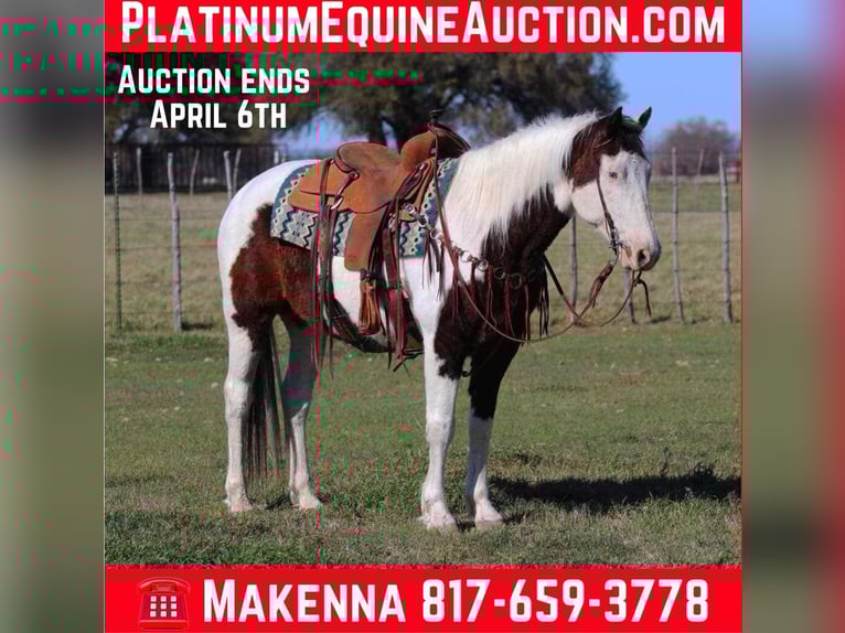 American Paint Horse Castrone 13 Anni Tobiano-tutti i colori in lipan Tx