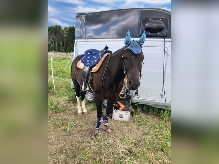 American Paint Horse Castrone 14 Anni 150 cm Morello in Iserlohn