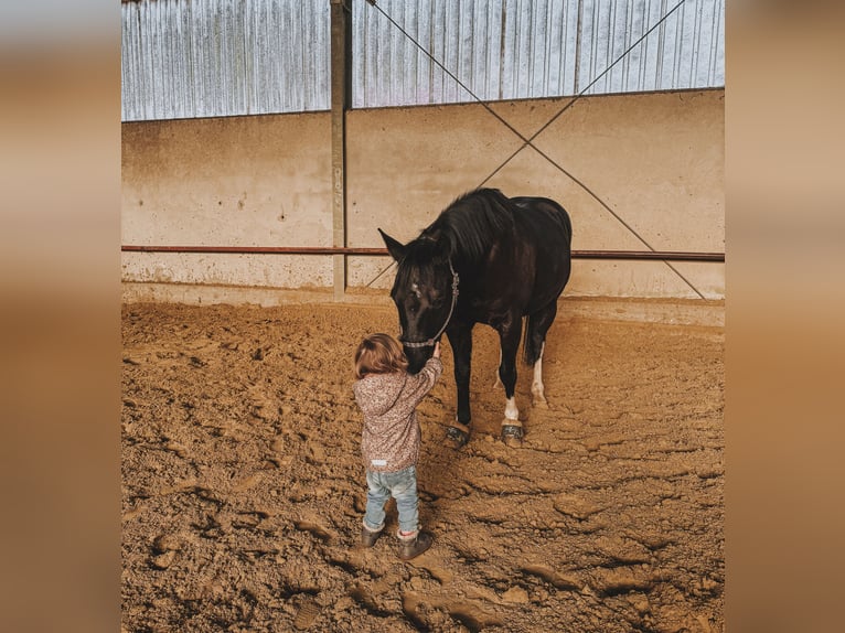 American Paint Horse Castrone 14 Anni 150 cm Morello in Iserlohn