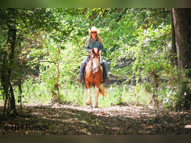 American Paint Horse Castrone 14 Anni 150 cm Tobiano-tutti i colori in Flemingsburg KY