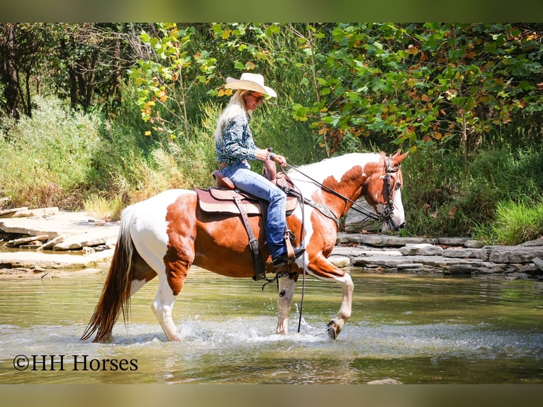 American Paint Horse Castrone 14 Anni 150 cm Tobiano-tutti i colori in Flemingsburg KY