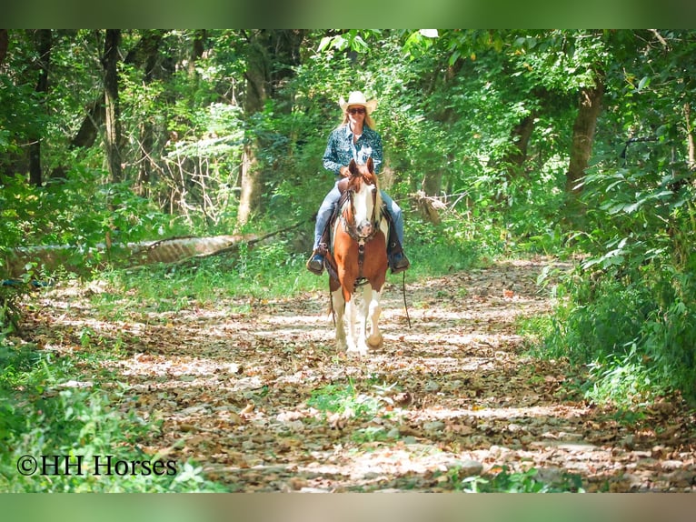American Paint Horse Castrone 14 Anni 150 cm Tobiano-tutti i colori in Flemingsburg KY