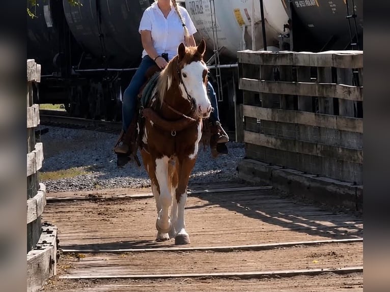 American Paint Horse Castrone 14 Anni 152 cm Overo-tutti i colori in Abilene