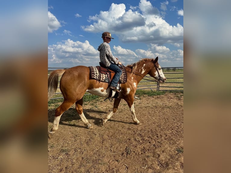 American Paint Horse Castrone 14 Anni 152 cm Overo-tutti i colori in Abilene