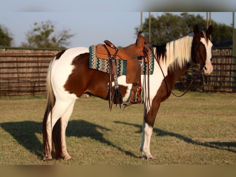 American Paint Horse Castrone 14 Anni 152 cm Tobiano-tutti i colori in Lipan TX