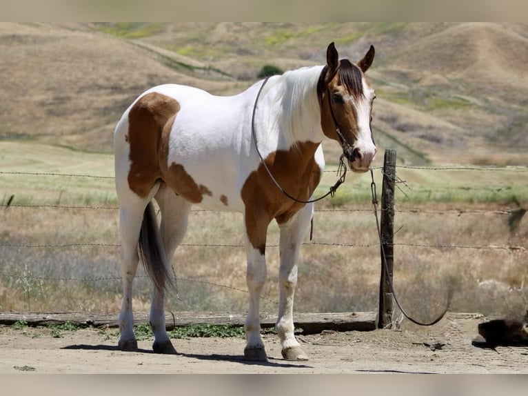 American Paint Horse Castrone 14 Anni 155 cm Pelle di daino in Paicines CA