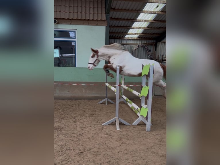 American Paint Horse Castrone 14 Anni 157 cm Pezzato in Leer (Ostfriesland)