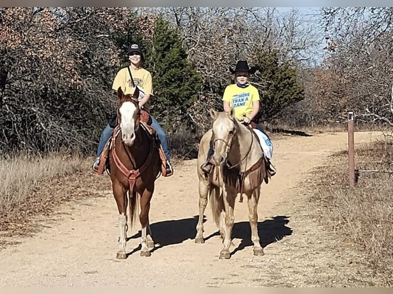 American Paint Horse Castrone 14 Anni 163 cm Sauro scuro in Stephenville TX
