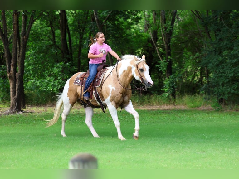 American Paint Horse Castrone 14 Anni Pezzato in Forney