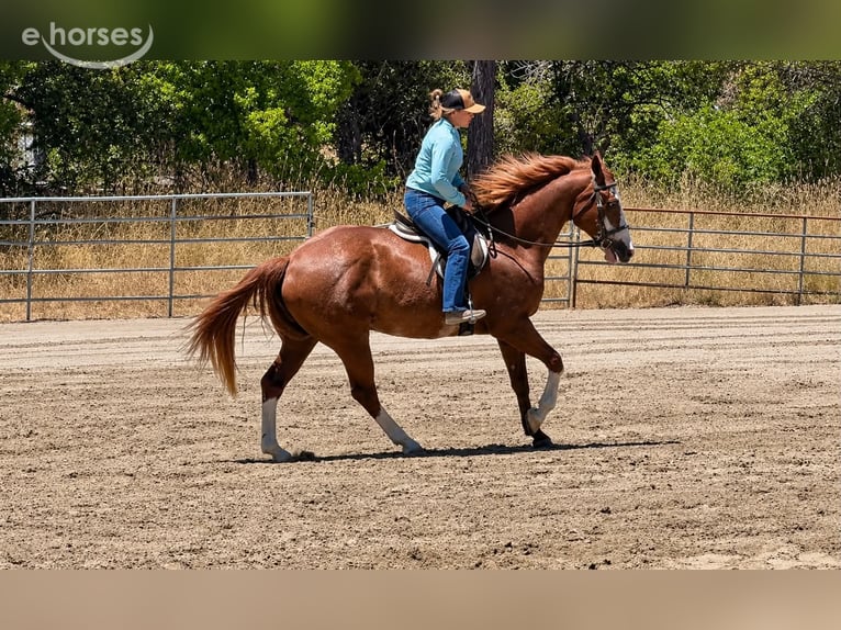 American Paint Horse Castrone 14 Anni Sauro ciliegia in King City