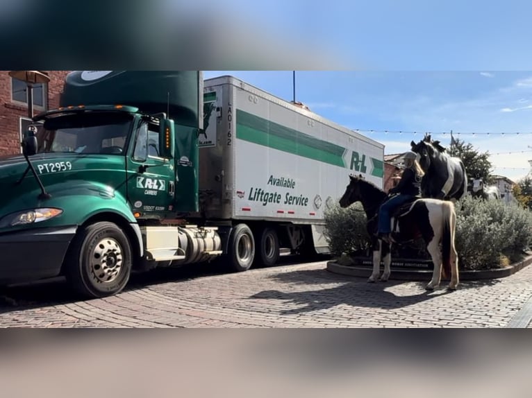 American Paint Horse Castrone 15 Anni 145 cm Baio roano in Weatherford TX
