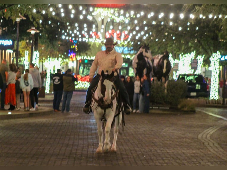 American Paint Horse Castrone 15 Anni 152 cm Pezzato in Whitesboro