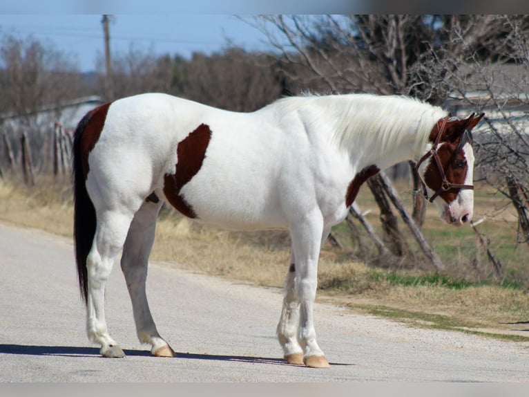 American Paint Horse Castrone 15 Anni 152 cm Pezzato in Whitesboro
