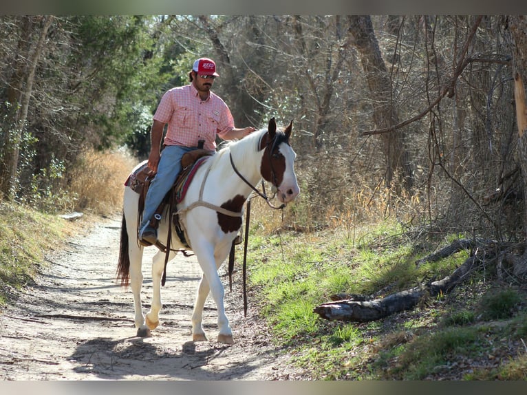 American Paint Horse Castrone 15 Anni 152 cm Pezzato in Whitesboro