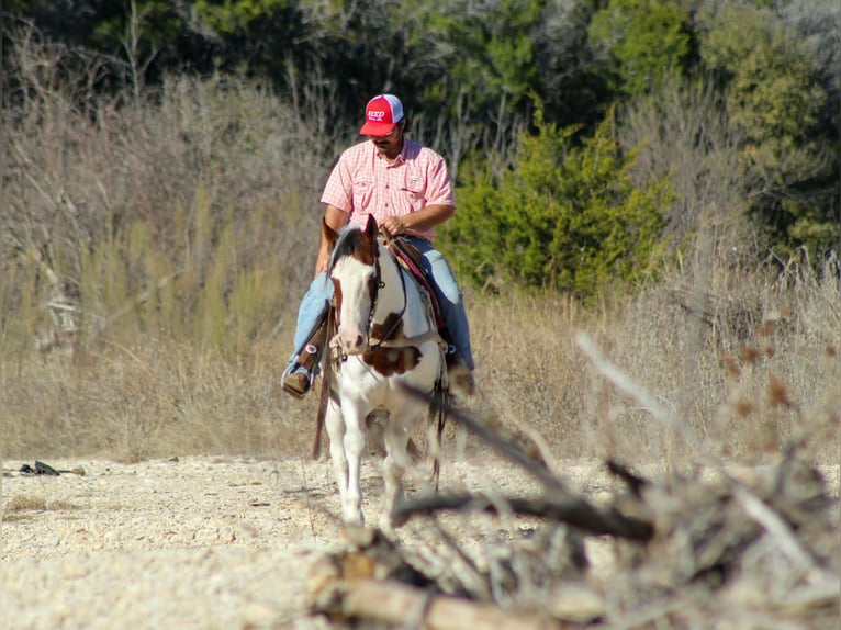 American Paint Horse Castrone 15 Anni 152 cm Tobiano-tutti i colori in Stephenville