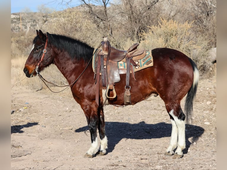 American Paint Horse Castrone 15 Anni Baio ciliegia in Camp Verde AZ