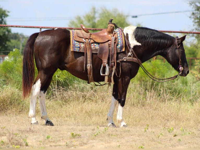 American Paint Horse Castrone 16 Anni 155 cm Tobiano-tutti i colori in Stephenville TX