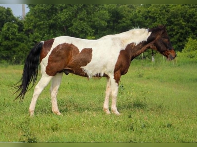 American Paint Horse Castrone 16 Anni 163 cm Tobiano-tutti i colori in Poolville