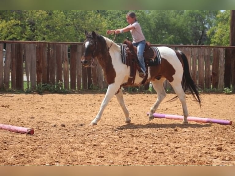American Paint Horse Castrone 16 Anni 163 cm Tobiano-tutti i colori in Poolville