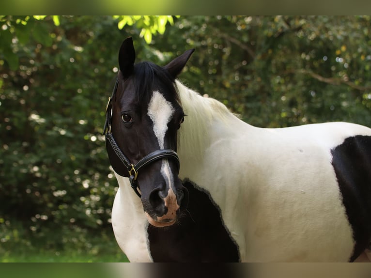 American Paint Horse Castrone 17 Anni 148 cm Pezzato in Ludwigsburg