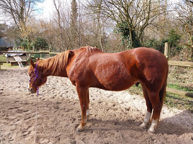 American Paint Horse Castrone 17 Anni 150 cm Sauro in Wegberg