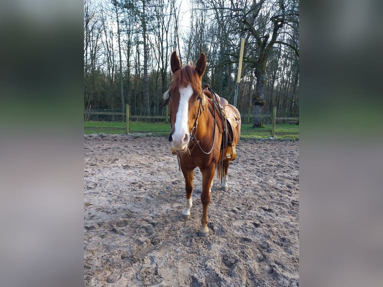 American Paint Horse Castrone 17 Anni 150 cm Sauro in Wegberg