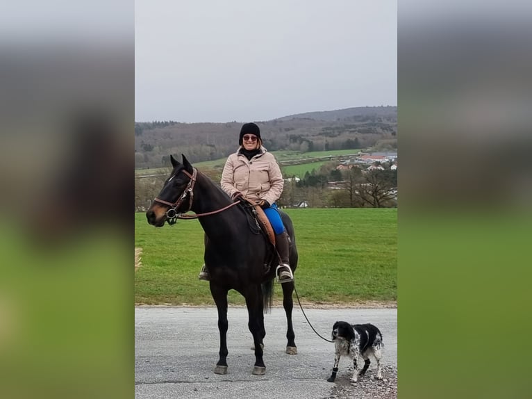 American Paint Horse Castrone 17 Anni 153 cm Morello in Taunusstein