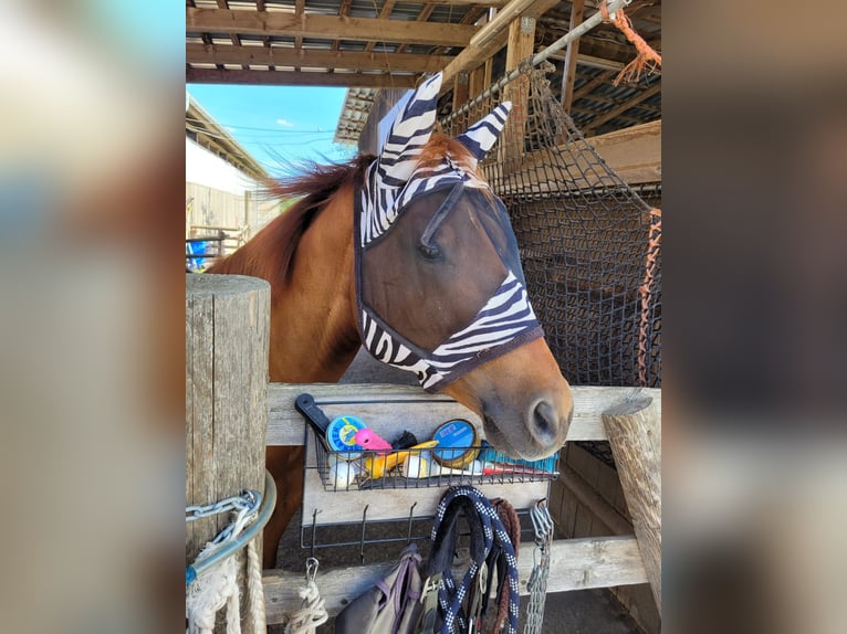 American Paint Horse Mix Castrone 17 Anni 155 cm Sauro in Eutingen im Gäu