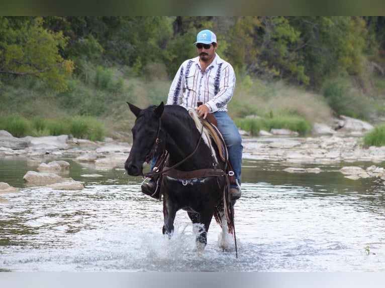 American Paint Horse Castrone 17 Anni 155 cm Tobiano-tutti i colori in Stephenville TX