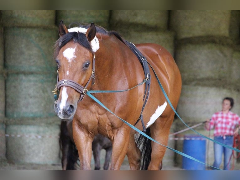 American Paint Horse Castrone 18 Anni 142 cm Overo-tutti i colori in Freiamt