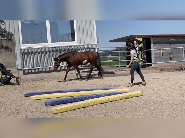 American Paint Horse Castrone 18 Anni 142 cm Overo-tutti i colori in Freiamt