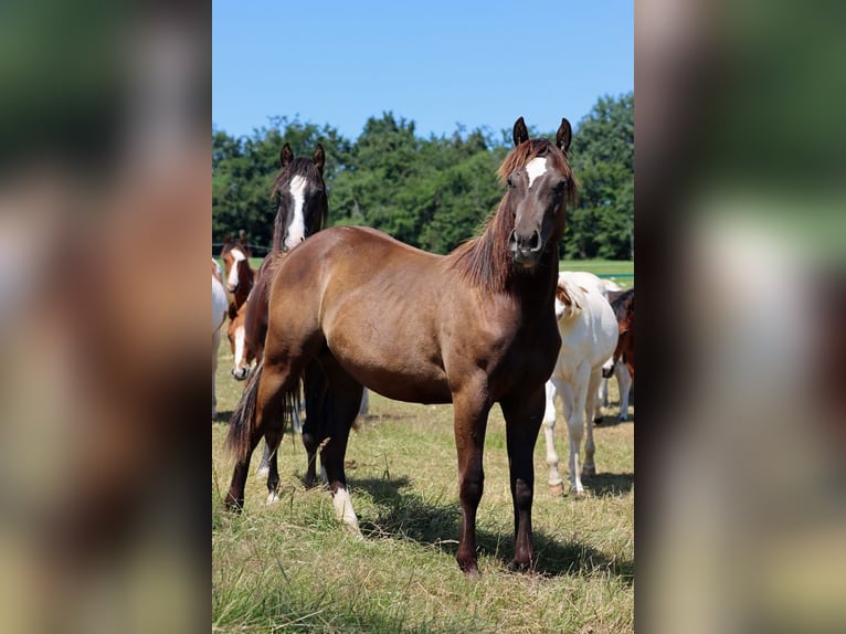 American Paint Horse Castrone 1 Anno 148 cm Morello in Hellenthal