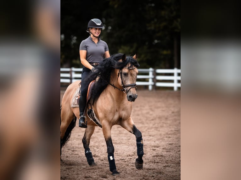 American Paint Horse Mix Castrone 1 Anno 155 cm Tobiano-tutti i colori in Oberhausen