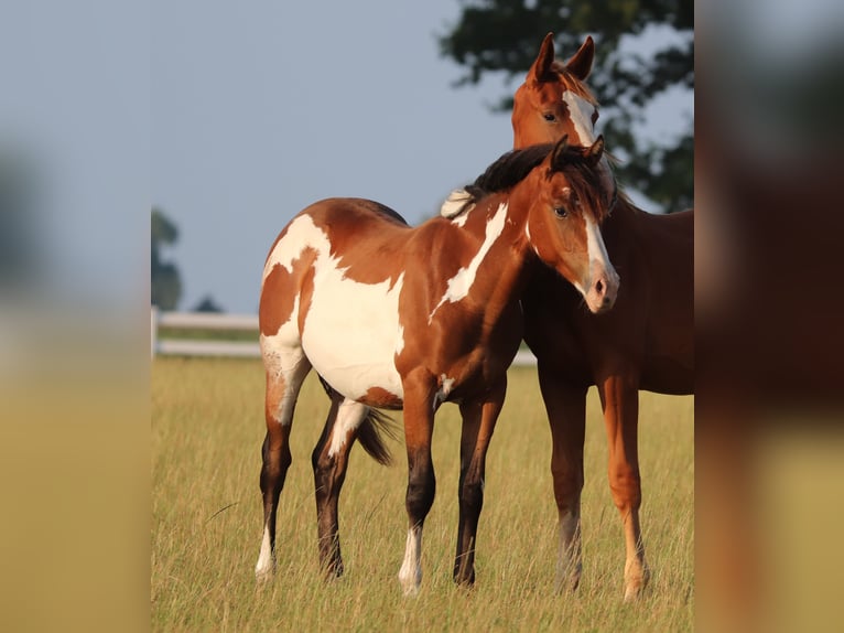 American Paint Horse Mix Castrone 1 Anno 155 cm Tobiano-tutti i colori in Oberhausen