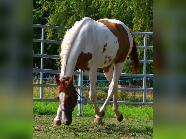 American Paint Horse Castrone 1 Anno 158 cm Tobiano-tutti i colori in Obertaufkirchen