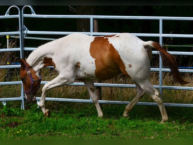 American Paint Horse Castrone 1 Anno 158 cm Tobiano-tutti i colori in Obertaufkirchen