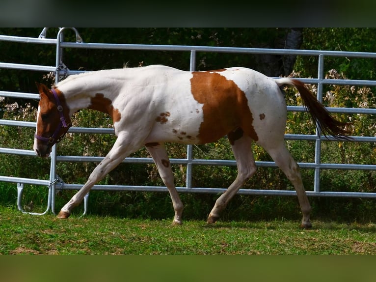 American Paint Horse Castrone 1 Anno 158 cm Tobiano-tutti i colori in Obertaufkirchen