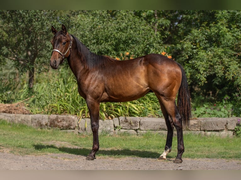 American Paint Horse Castrone 1 Anno 160 cm Baio scuro in Zákupy