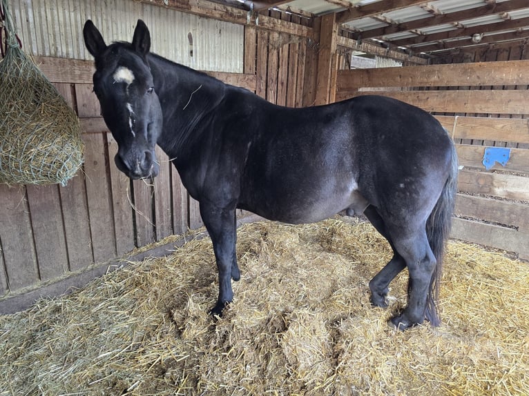 American Paint Horse Castrone 20 Anni 145 cm Morello in Pohlheim