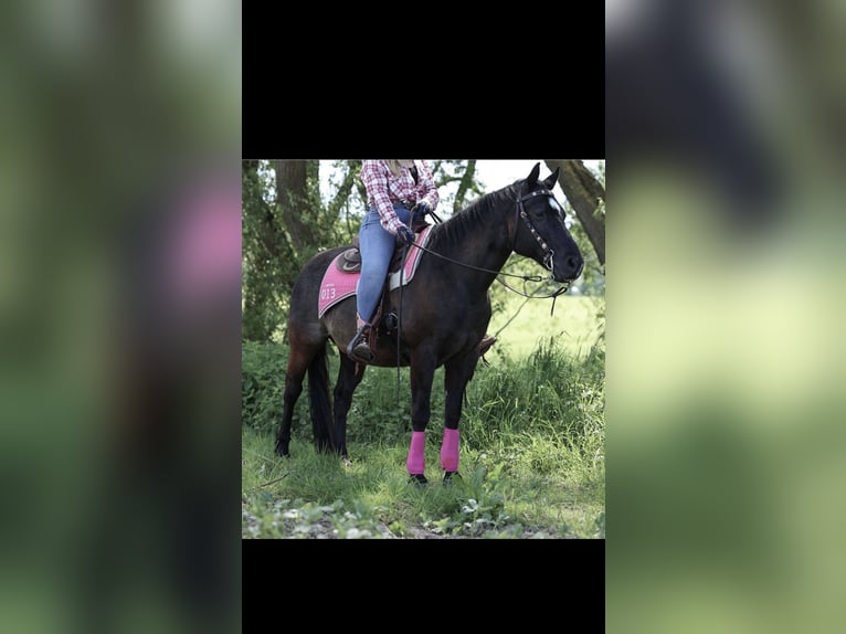 American Paint Horse Castrone 20 Anni 145 cm Morello in Pohlheim