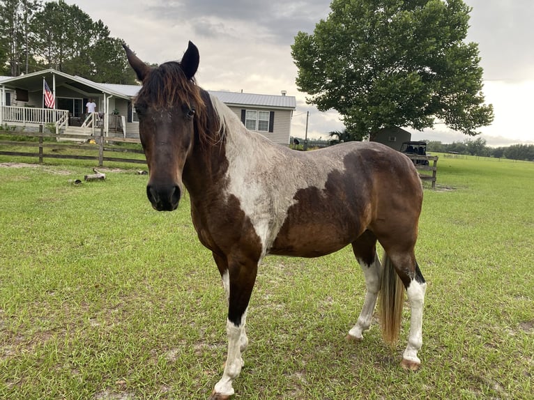 American Paint Horse Mix Castrone 20 Anni 152 cm Baio ciliegia in Chiefland