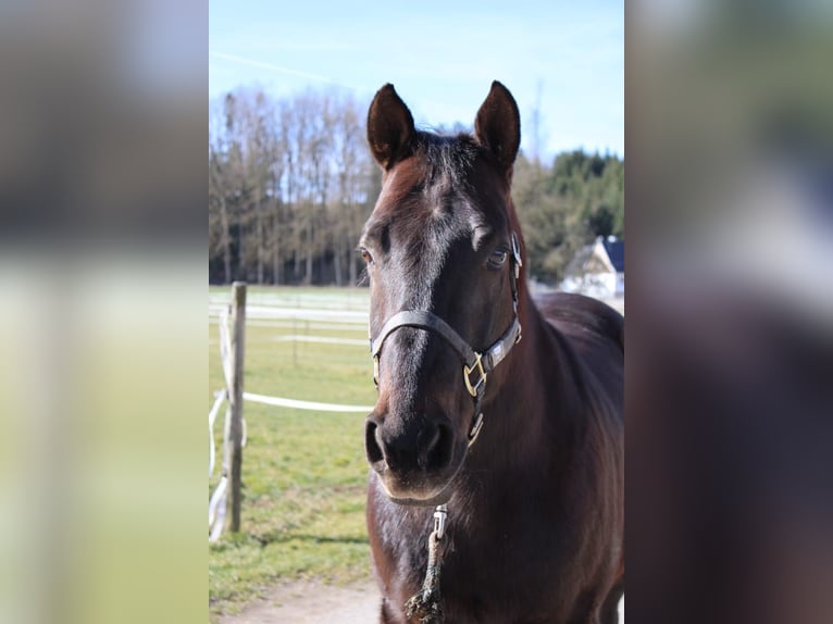American Paint Horse Castrone 20 Anni 152 cm Sauro scuro in Memmingen