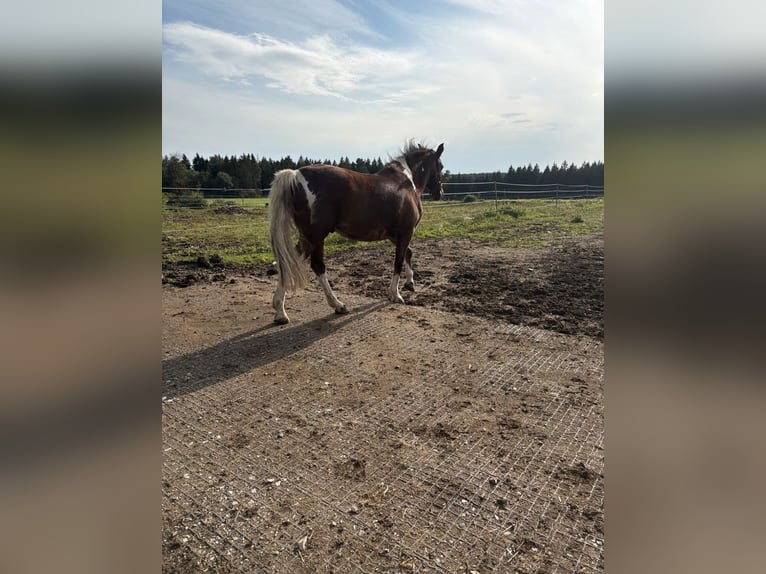 American Paint Horse Mix Castrone 20 Anni 164 cm Pezzato in Leibertingen